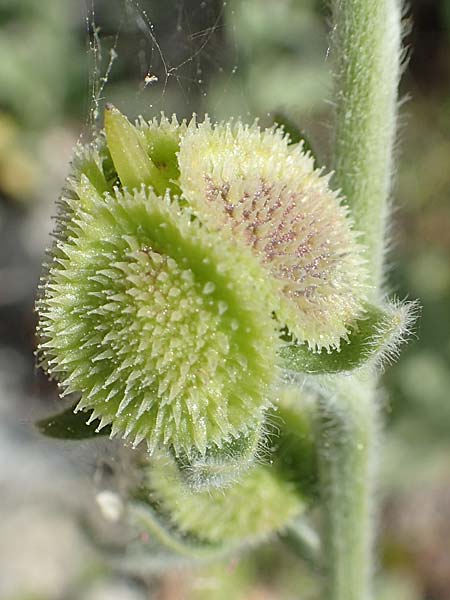 Cynoglossum columnae \ Colonna-Hundszunge / Colonna Hound's-Tongue, Samos Pythagorio 13.4.2017