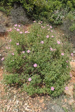 Cistus parviflorus \ Kleinbl&uuml;tige Zistrose / Small-Flowered Rock-Rose, Samos Spatharei 17.4.2017