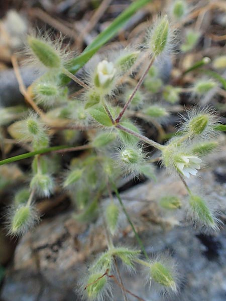 Cerastium comatum \ Haariges Hornkraut / Levantine Mouse-Ear, Samos Kallithea 18.4.2017