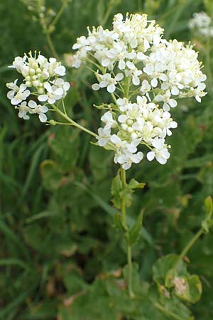 Lepidium draba \ Pfeilkresse / Hoary Cress, Samos Pyrgos 17.4.2017