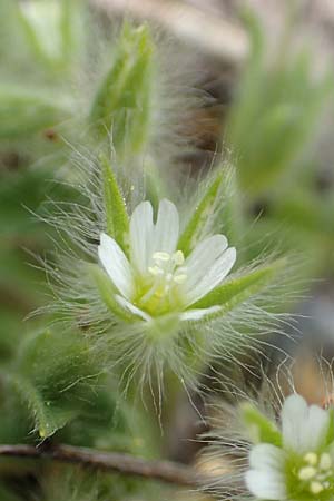 Cerastium comatum \ Haariges Hornkraut / Levantine Mouse-Ear, Samos Lazaros in Mt.  Ambelos 12.4.2017