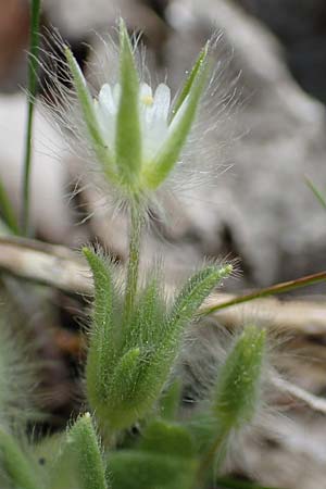 Cerastium comatum \ Haariges Hornkraut / Levantine Mouse-Ear, Samos Lazaros in Mt.  Ambelos 12.4.2017