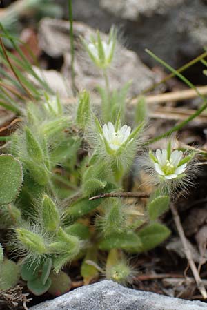 Cerastium comatum \ Haariges Hornkraut / Levantine Mouse-Ear, Samos Lazaros in Mt.  Ambelos 12.4.2017