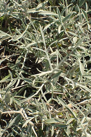 Centaurea spinosa \ Dornige Flockenblume / Prickly-Branched Centaury, Samos Potami 15.4.2017
