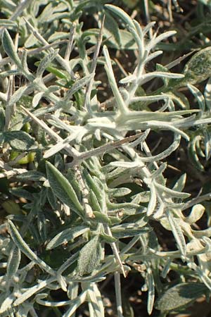 Centaurea spinosa \ Dornige Flockenblume / Prickly-Branched Centaury, Samos Potami 15.4.2017