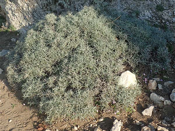 Centaurea spinosa \ Dornige Flockenblume / Prickly-Branched Centaury, Samos Potami 15.4.2017