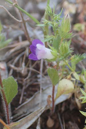 Campanula delicatula \ Zarte Glockenblume / Delicate Bellflower, Samos Kamara 16.4.2017