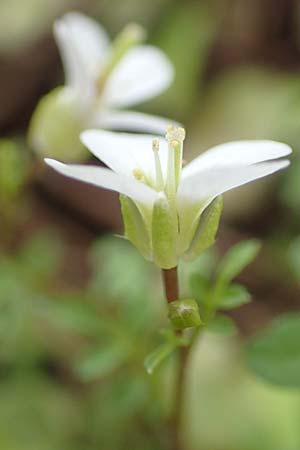 Cardamine graeca \ Griechisches Schaumkraut / Greek Bitter-Cress, Samos Mt.  Ambelos 12.4.2017
