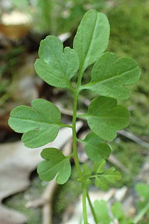 Cardamine graeca \ Griechisches Schaumkraut / Greek Bitter-Cress, Samos Ambelos 14.4.2017