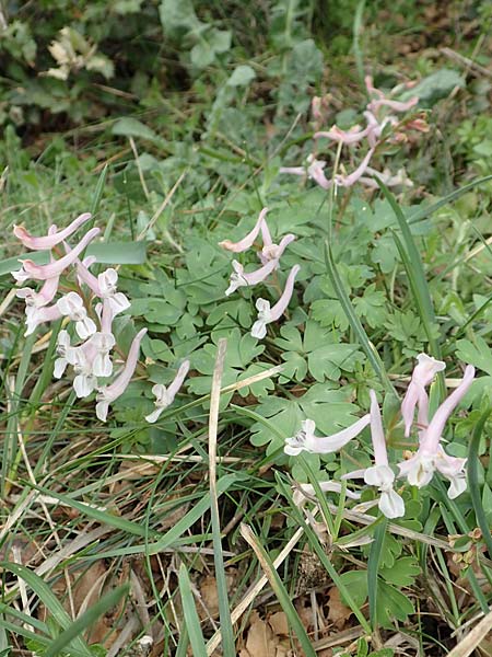 Corydalis integra \ Ganzrandiger Lerchensporn / Entire Corydalis, Samos Lazaros in Mt.  Ambelos 12.4.2017