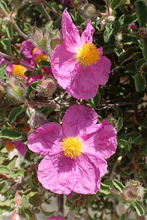 Cistus incanus subsp. creticus \ Kretische Zistrose / Cretan Cistus, Samos Pythagorio 13.4.2017
