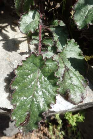 Campanula lyrata \ Leierf&ouml;rmige Glockenblume / Rock Bellflower, Samos Paleokastro 11.4.2017