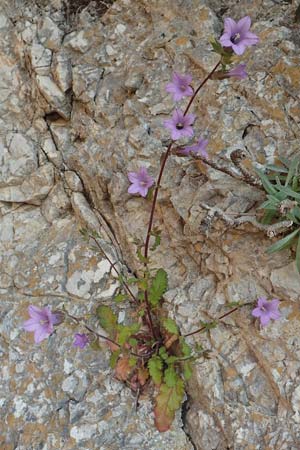 Campanula lyrata \ Leierf&ouml;rmige Glockenblume / Rock Bellflower, Samos Potami 15.4.2017