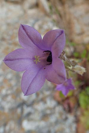 Campanula lyrata \ Leierf&ouml;rmige Glockenblume / Rock Bellflower, Samos Potami 15.4.2017