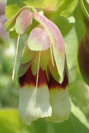 Cerinthe major \ Gro�e Wachsblume / Greater Honeywort, Samos Ireon 13.4.2017