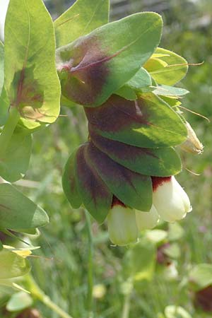 Cerinthe major \ Gro�e Wachsblume / Greater Honeywort, Samos Ireon 13.4.2017