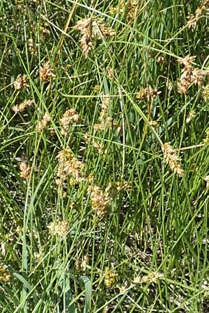 Carex spicata \ Stachel-Segge, Korkfrchtige Segge / Spicate Sedge, Prickly Sedge, Samos Mykali 19.4.2017