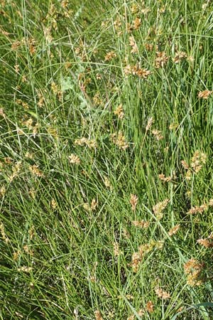Carex spicata \ Stachel-Segge, Korkfrchtige Segge / Spicate Sedge, Prickly Sedge, Samos Mykali 19.4.2017