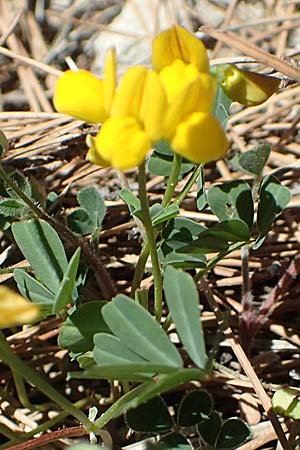 Coronilla glauca \ Blaugr&uuml;ne Kronwicke / Mediterranean Scorpion Vetch, Samos Kallithea 18.4.2017
