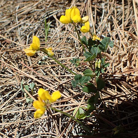 Coronilla glauca \ Blaugr&uuml;ne Kronwicke / Mediterranean Scorpion Vetch, Samos Kallithea 18.4.2017