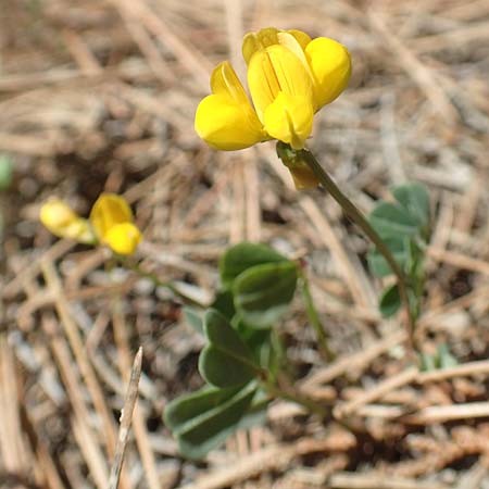 Coronilla glauca \ Blaugr&uuml;ne Kronwicke / Mediterranean Scorpion Vetch, Samos Kallithea 18.4.2017