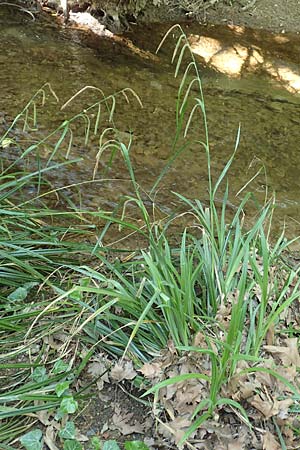 Carex pendula s.l. \ H&auml;nge-Segge / Pendulous Sedge, Hanging Sedge, Samos Potami 15.4.2017