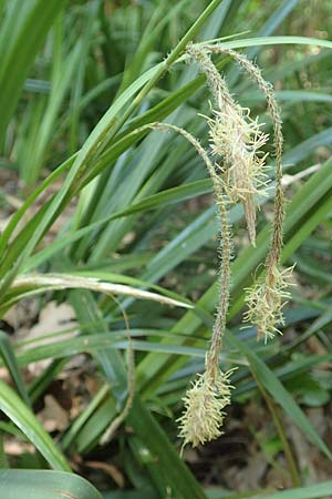 Carex pendula s.l. \ H&auml;nge-Segge / Pendulous Sedge, Hanging Sedge, Samos Potami 15.4.2017