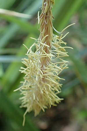 Carex pendula s.l. \ H&auml;nge-Segge / Pendulous Sedge, Hanging Sedge, Samos Potami 15.4.2017
