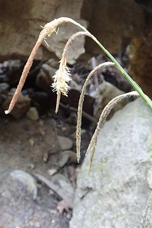 Carex pendula s.l. \ H&auml;nge-Segge / Pendulous Sedge, Hanging Sedge, Samos Potami 15.4.2017