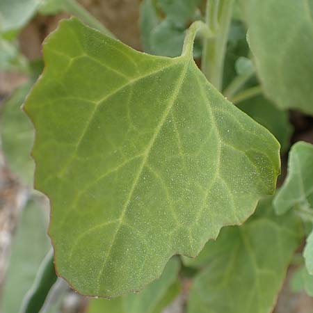 Chenopodium quinoa \ Reismelde, Inka-Reis / Quinoa, Samos Spatharei 17.4.2017