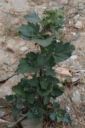 Chenopodium quinoa \ Reismelde, Inka-Reis / Quinoa, Samos Spatharei 17.4.2017