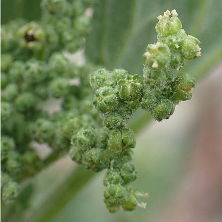 Chenopodium quinoa \ Reismelde, Inka-Reis / Quinoa, Samos Spatharei 17.4.2017