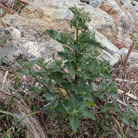 Chenopodium quinoa \ Reismelde, Inka-Reis / Quinoa, Samos Spatharei 17.4.2017