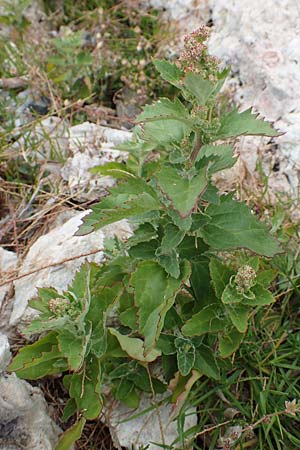 Chenopodium quinoa \ Reismelde, Inka-Reis / Quinoa, Samos Spatharei 17.4.2017