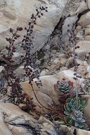 Rosularia serrata \ Ges&auml;gte Rosularia / Serrate Rosularia, Samos Stavrinides 14.4.2017