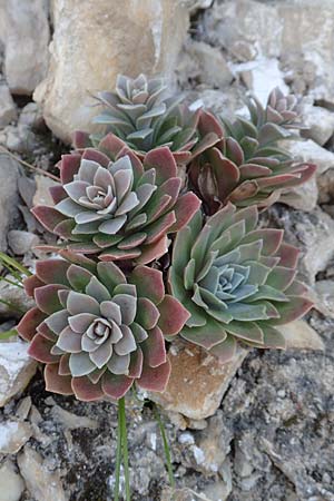 Rosularia serrata \ Ges&auml;gte Rosularia / Serrate Rosularia, Samos Stavrinides 14.4.2017