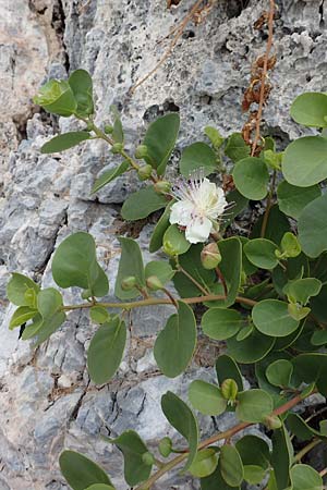 Capparis spinosa var. aegyptia \ &Auml;gyptischer Kapernstrauch / Egyptian Caper, Samos Spatharei 17.4.2017