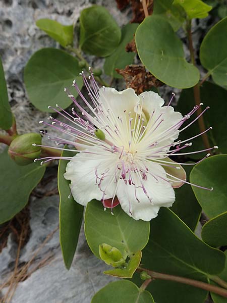 Capparis spinosa var. aegyptia \ &Auml;gyptischer Kapernstrauch / Egyptian Caper, Samos Spatharei 17.4.2017