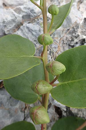 Capparis spinosa var. aegyptia \ &Auml;gyptischer Kapernstrauch / Egyptian Caper, Samos Spatharei 17.4.2017