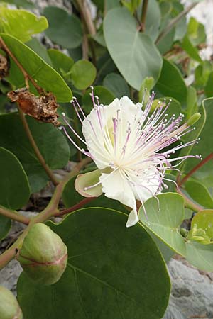 Capparis spinosa var. aegyptia \ &Auml;gyptischer Kapernstrauch / Egyptian Caper, Samos Spatharei 17.4.2017