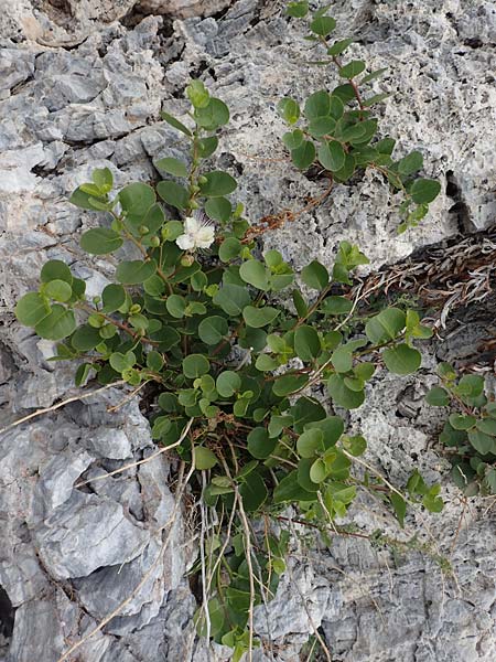 Capparis spinosa var. aegyptia \ &Auml;gyptischer Kapernstrauch / Egyptian Caper, Samos Spatharei 17.4.2017