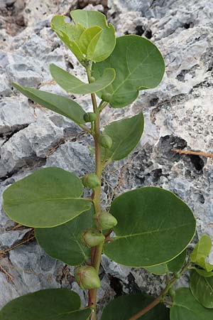 Capparis spinosa var. aegyptia \ &Auml;gyptischer Kapernstrauch / Egyptian Caper, Samos Spatharei 17.4.2017