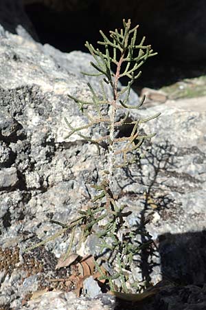 Cupressus sempervirens var. horizontalis \ Mittelmeer-Zypresse / Mediterranean Cypress, Samos Kallithea 18.4.2017