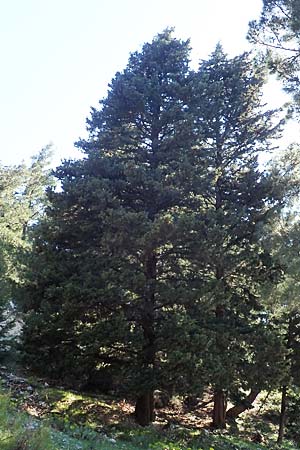 Cupressus sempervirens var. horizontalis \ Mittelmeer-Zypresse / Mediterranean Cypress, Samos Kallithea 18.4.2017