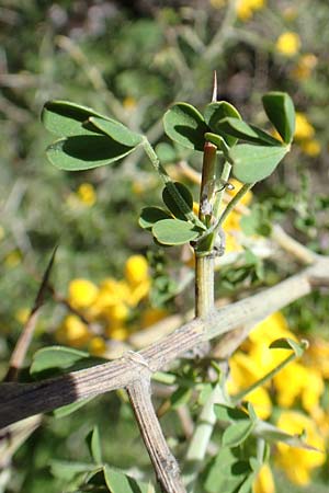 Calicotome villosa \ Behaarter Dorn-Ginster, Samos Mourtia - Strand 11.4.2017