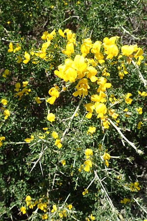 Calicotome villosa \ Behaarter Dorn-Ginster, Samos Mourtia - Strand 11.4.2017