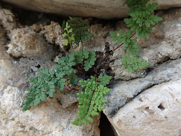 Cheilanthes acrostica \ Mauer-Lippenfarn / Scented Lip Fern, Samos Limnionas 18.4.2017