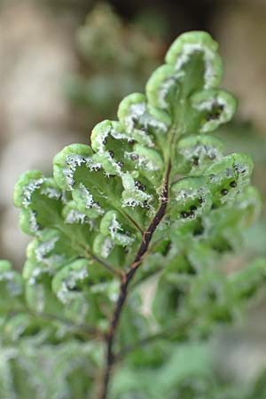 Cheilanthes acrostica \ Mauer-Lippenfarn / Scented Lip Fern, Samos Limnionas 18.4.2017