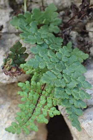 Cheilanthes acrostica \ Mauer-Lippenfarn / Scented Lip Fern, Samos Limnionas 18.4.2017