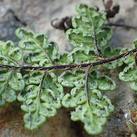 Cheilanthes acrostica \ Mauer-Lippenfarn / Scented Lip Fern, Samos Limnionas 18.4.2017